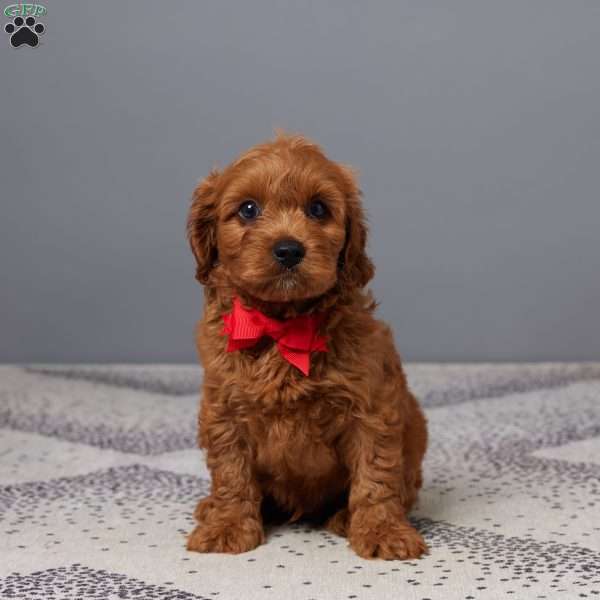 Oliver, Cavapoo Puppy